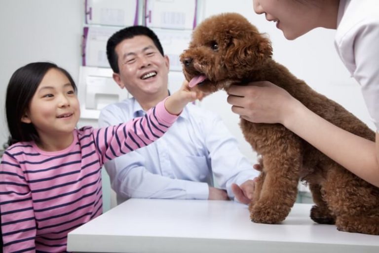 Ecommerce Opportunities in China for Pet Nutriment